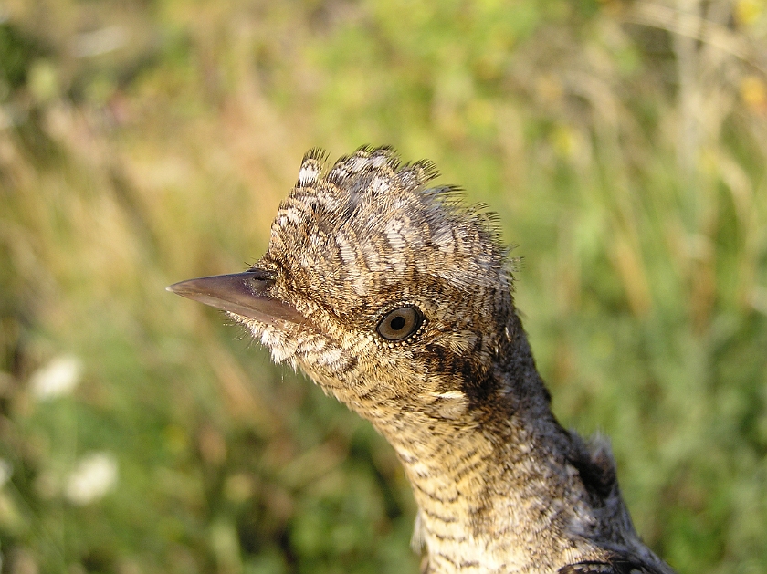 Eurasian Wryneck, Sundre 20080731